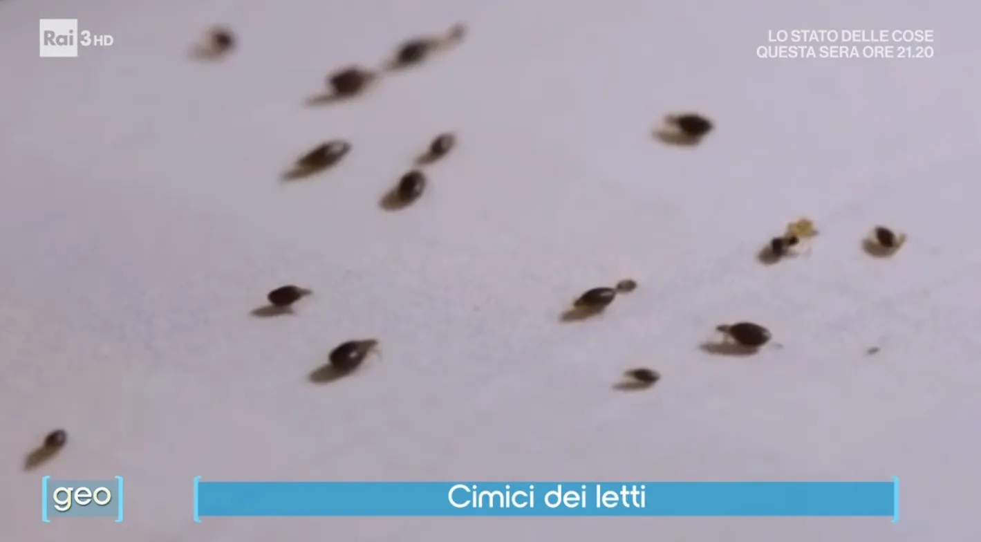 Galleria cimici dei letti 7